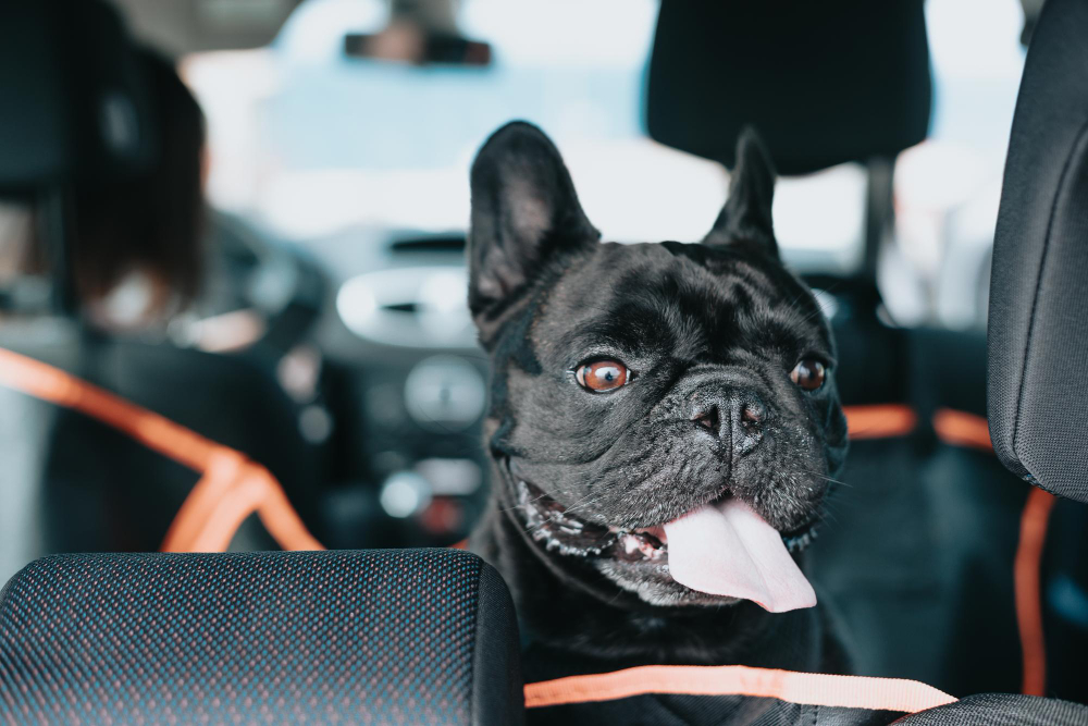 Toyota Sienna Dog Safety Belt for Pugs