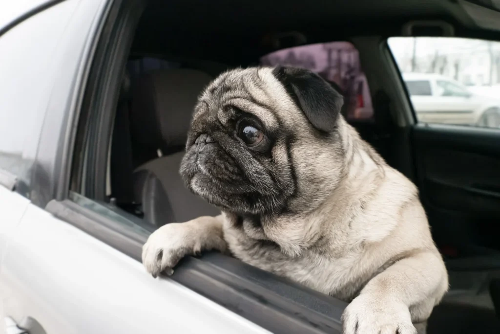 Toyota Sienna Dog Safety Belt for Pugs