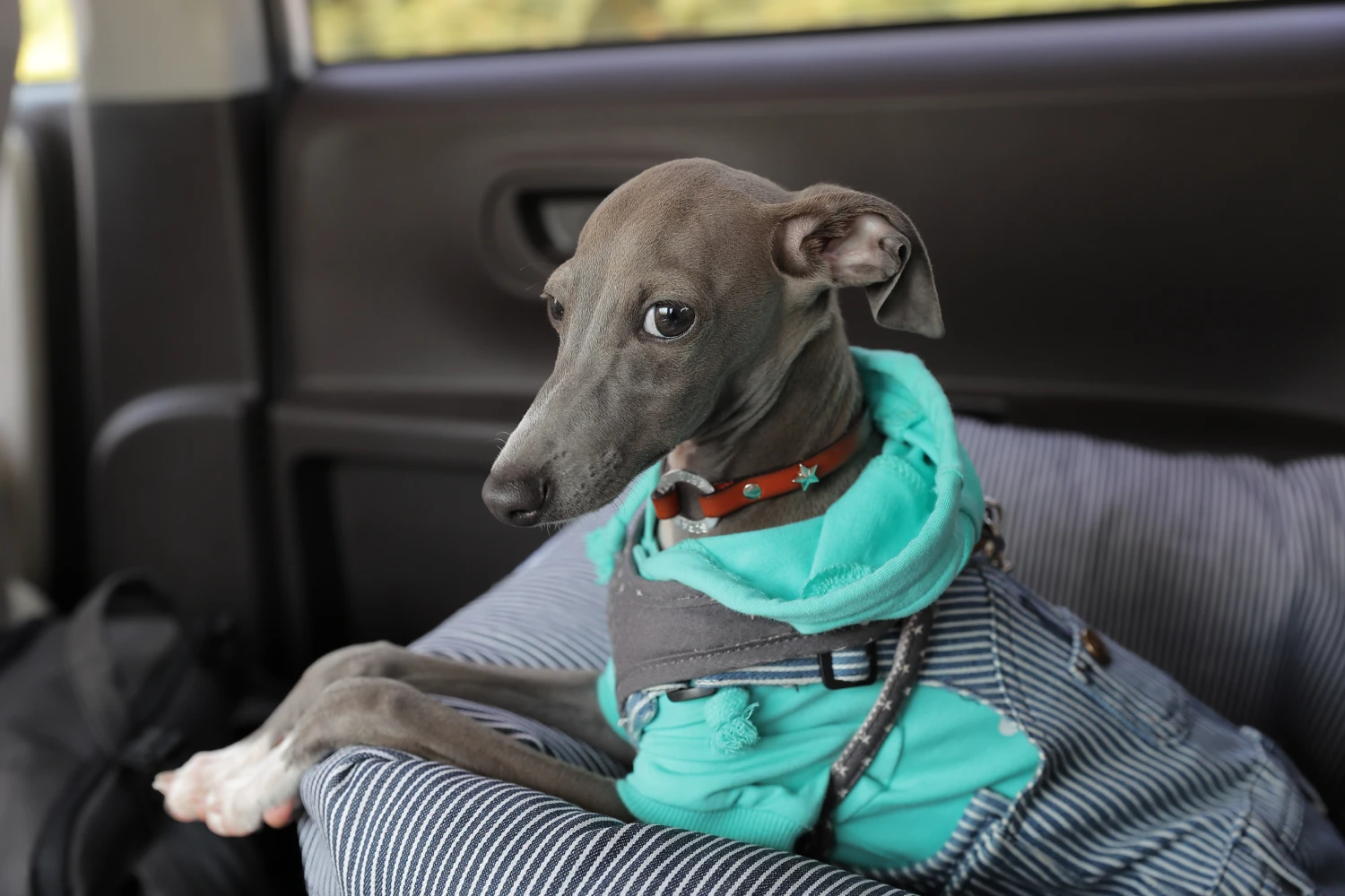 Dog Carrier Purse for Italian Greyhound