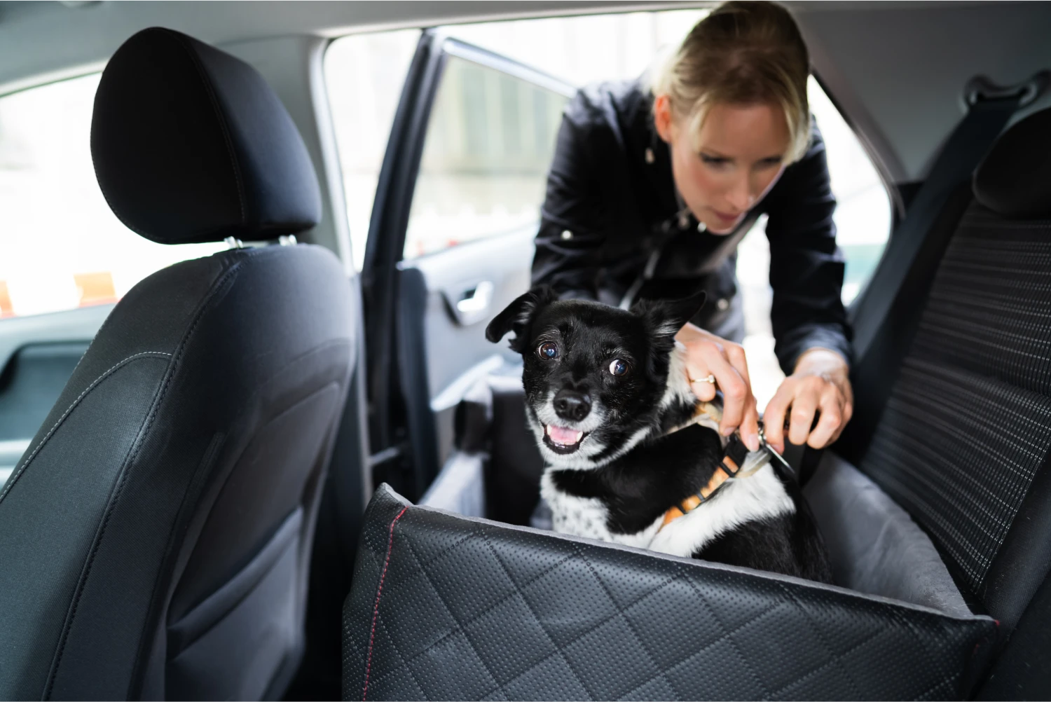 Ram Truck Dog Car Seat Belt for Pugs