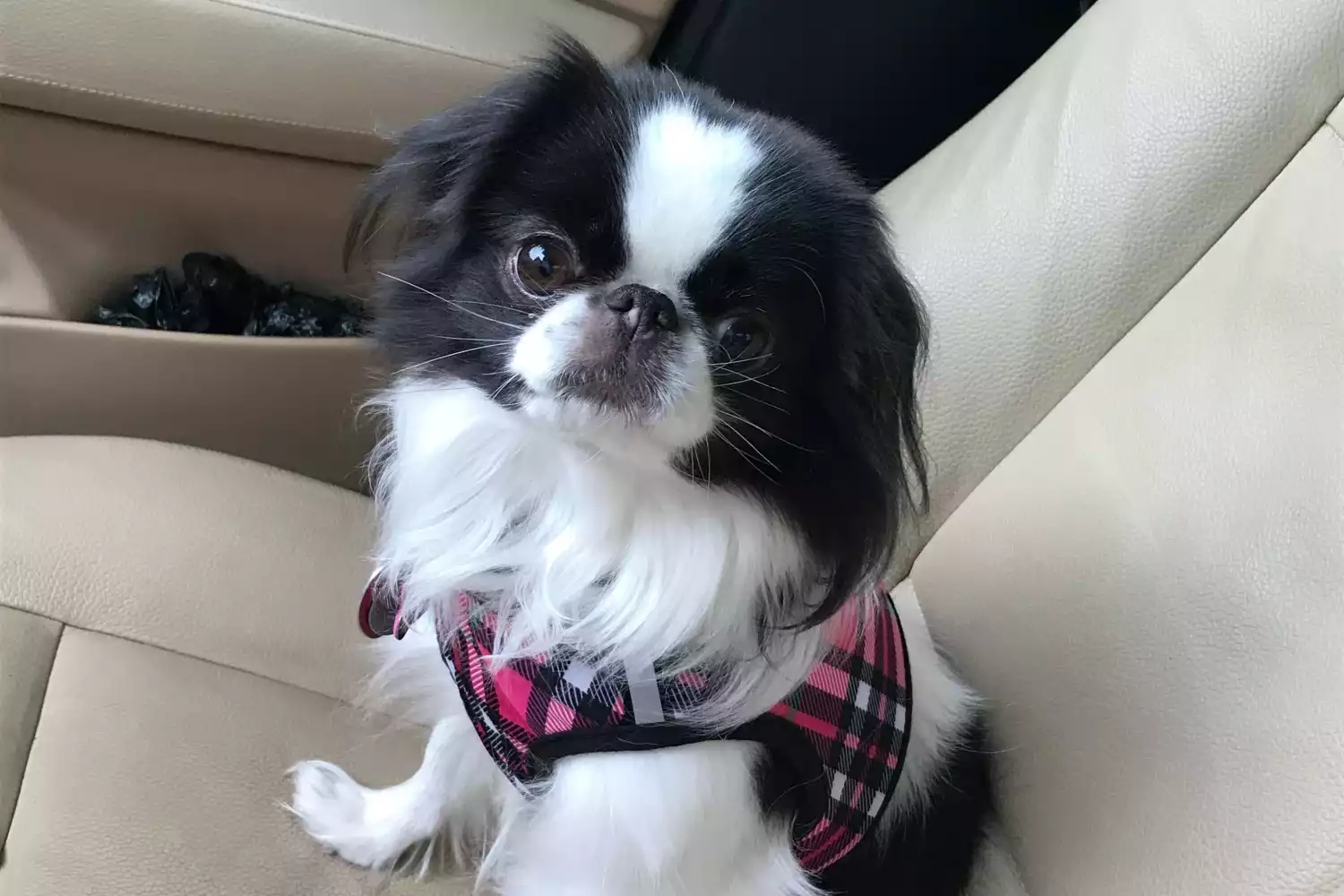 Chevrolet Malibu Dog Car Seat for Japanese Chin